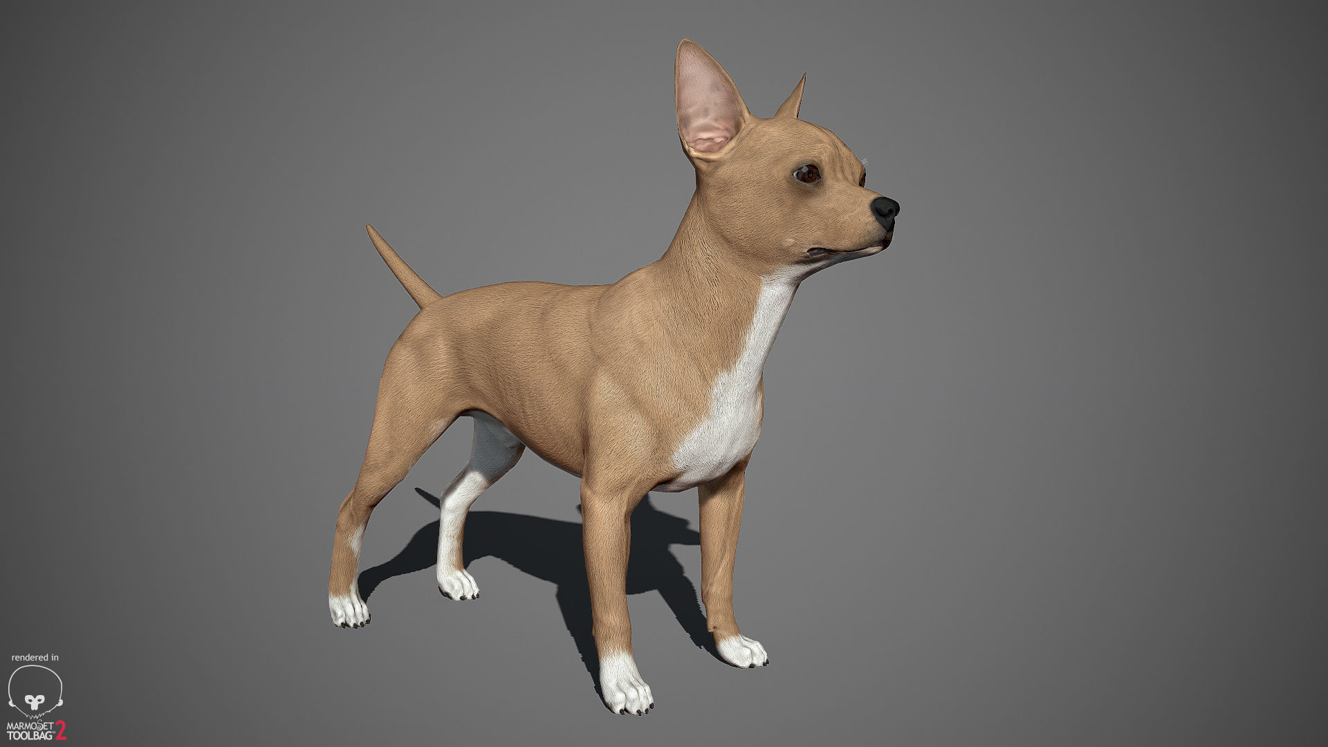 Chihuahua Real-Time Low-poly 3D model_5