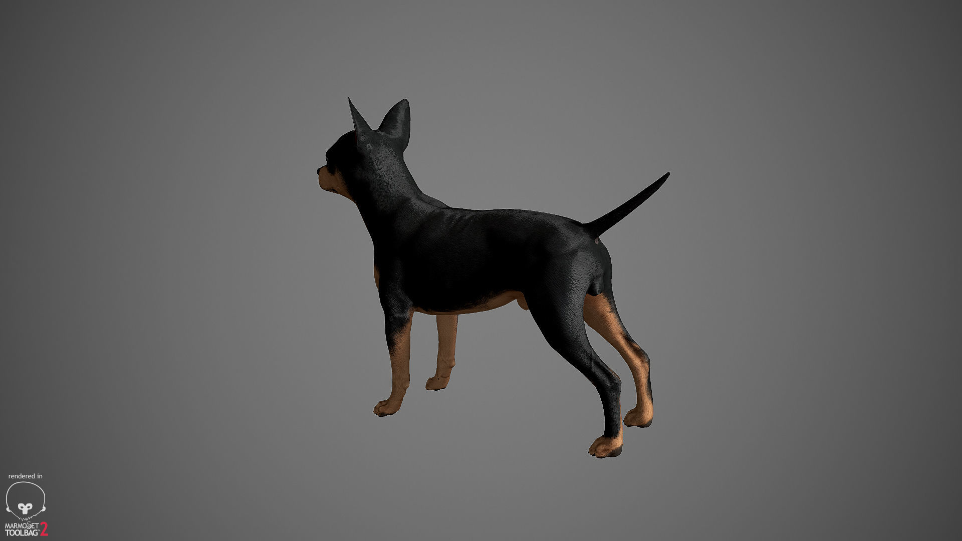 Chihuahua Real-Time Low-poly 3D model_31