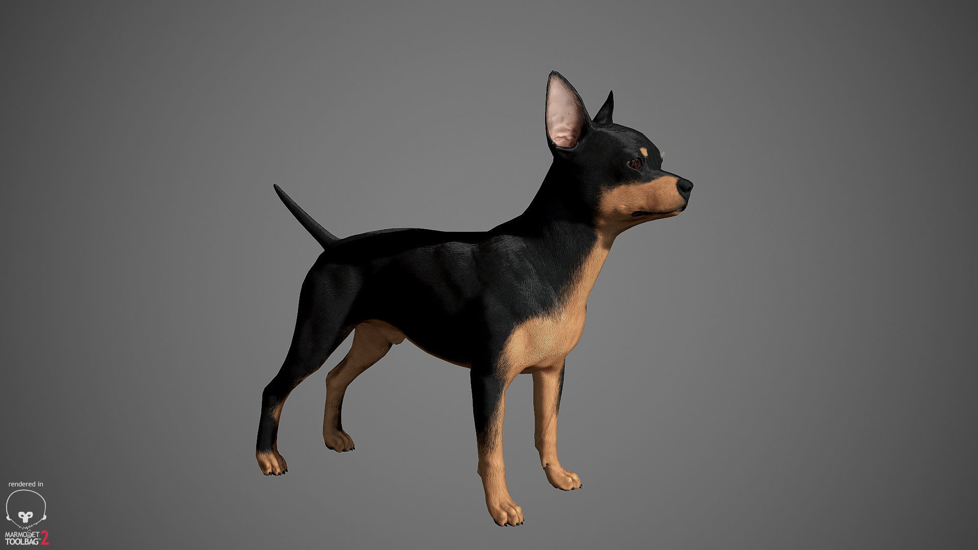 Chihuahua Real-Time Low-poly 3D model_33