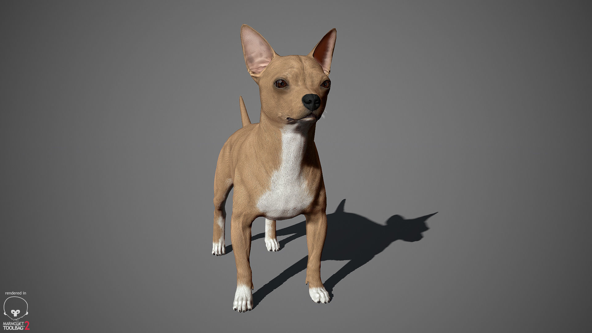 Chihuahua Real-Time Low-poly 3D model_6