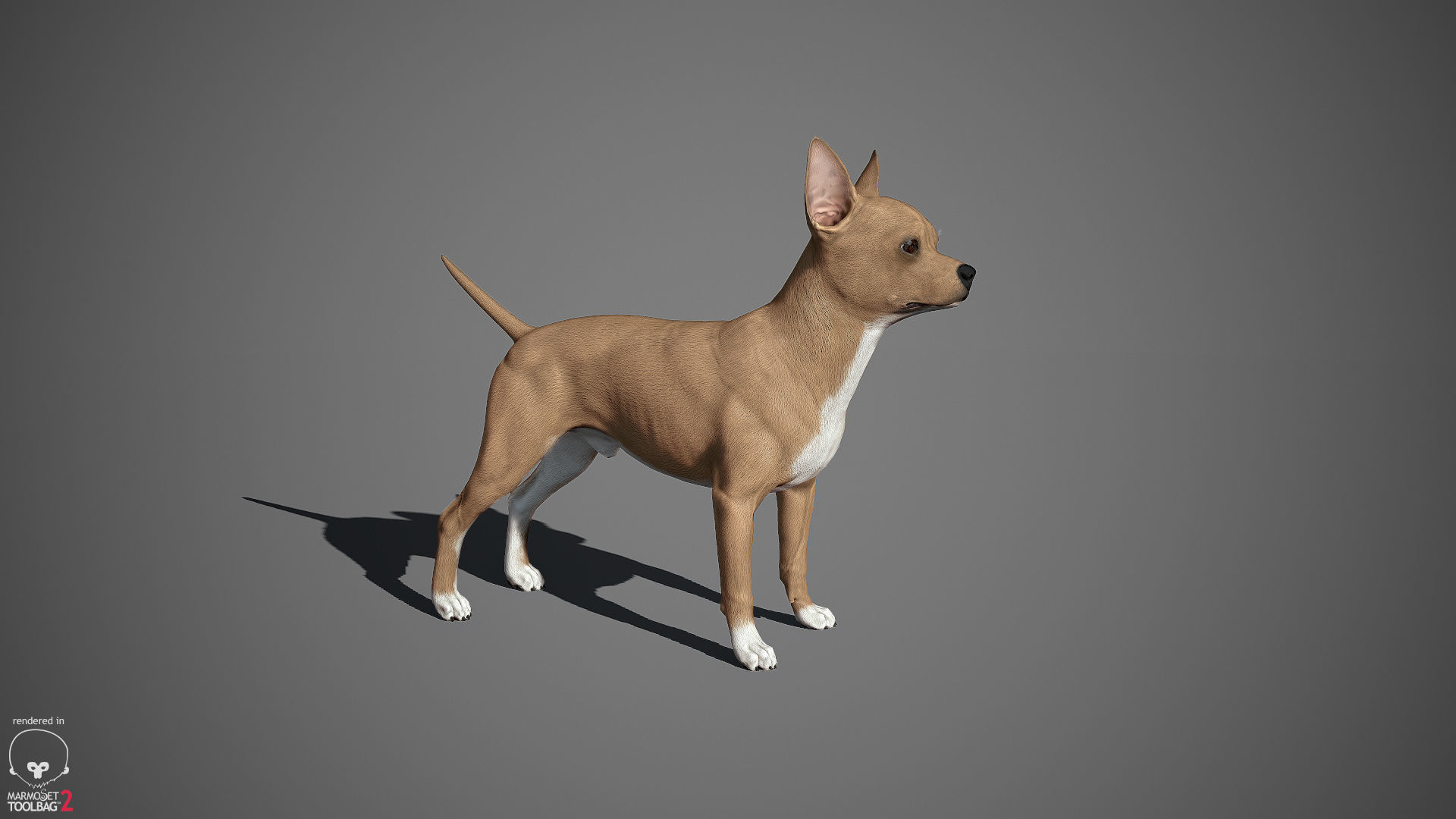 Chihuahua Real-Time Low-poly 3D model_15