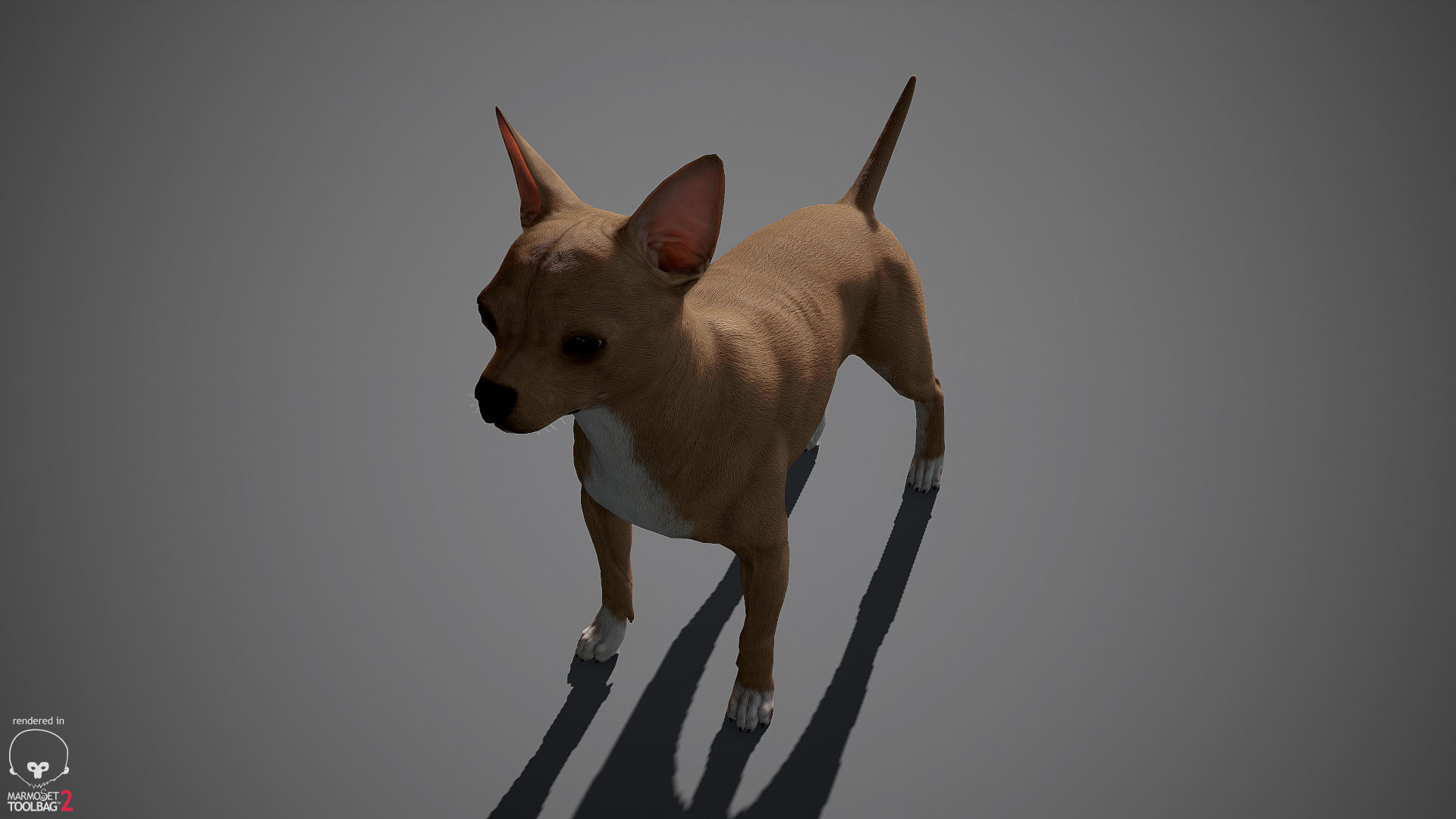 Chihuahua Real-Time Low-poly 3D model_10