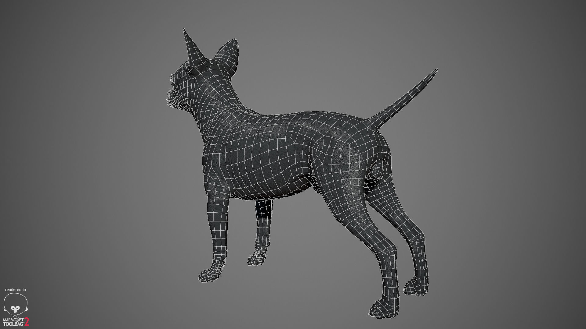 Chihuahua Real-Time Low-poly 3D model_36