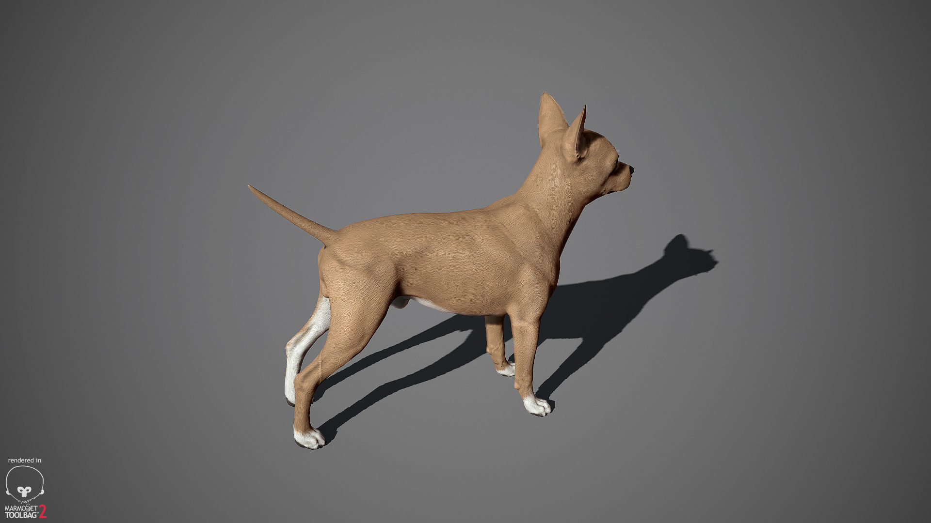 Chihuahua Real-Time Low-poly 3D model_13