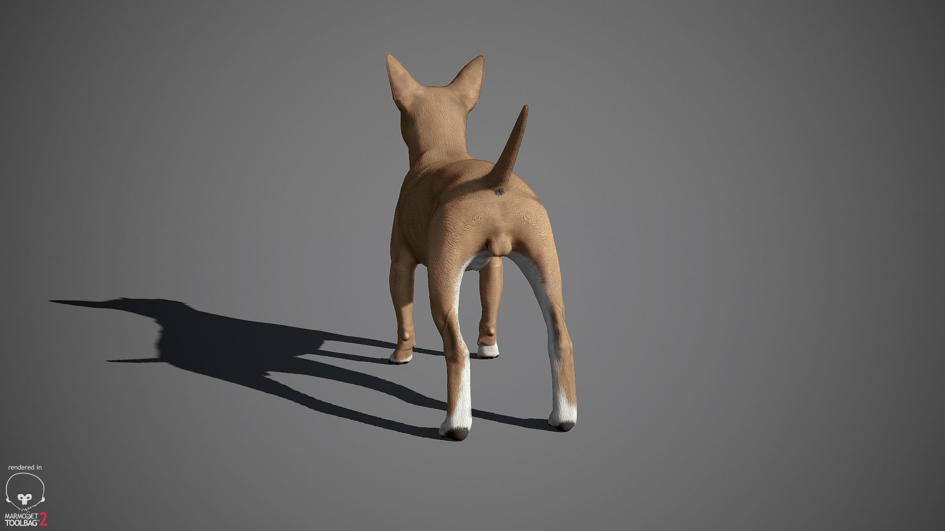 Chihuahua Real-Time Low-poly 3D model_12