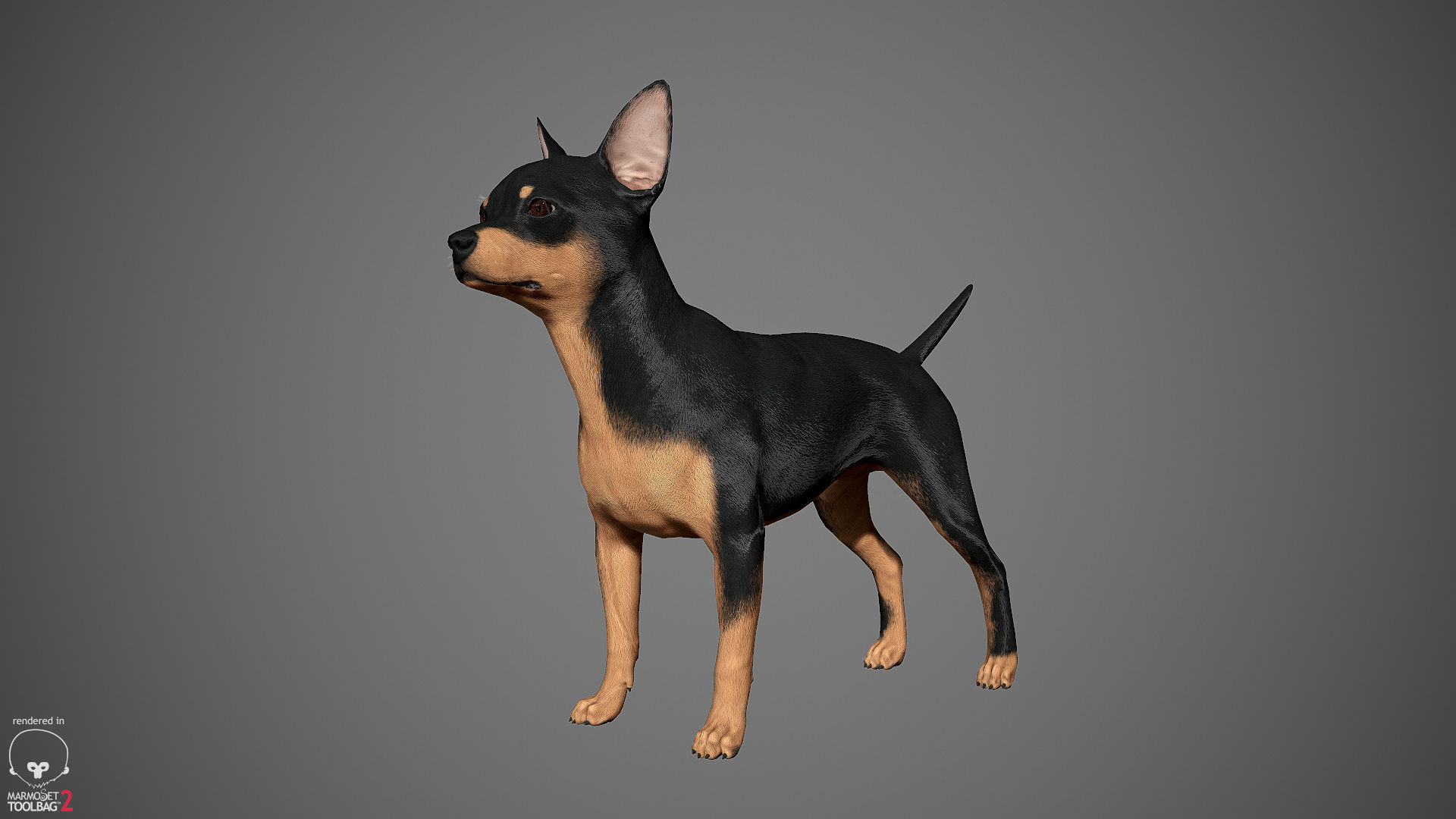 Chihuahua Real-Time Low-poly 3D model_34