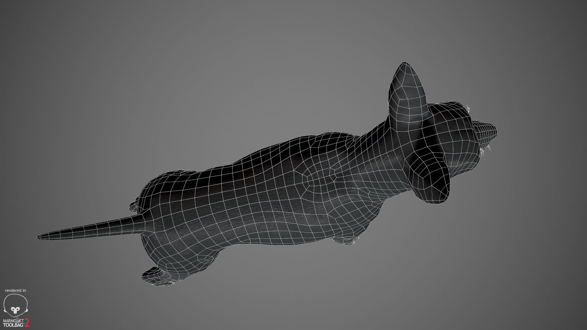 Chihuahua Real-Time Low-poly 3D model_39