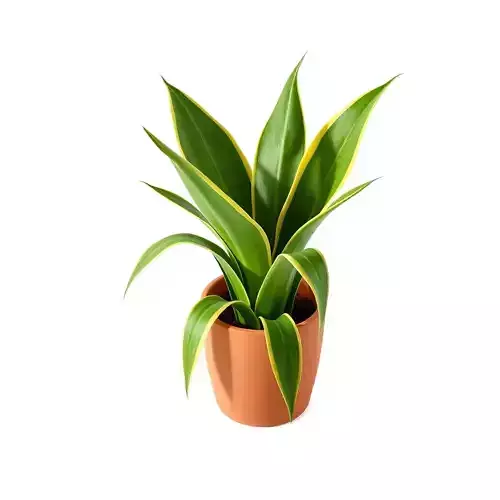 Potted Snake Plant Houseplant