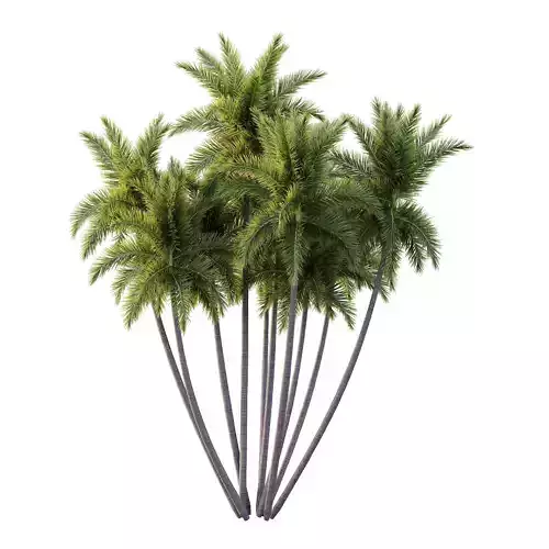 Roystonea Regia Tree 11