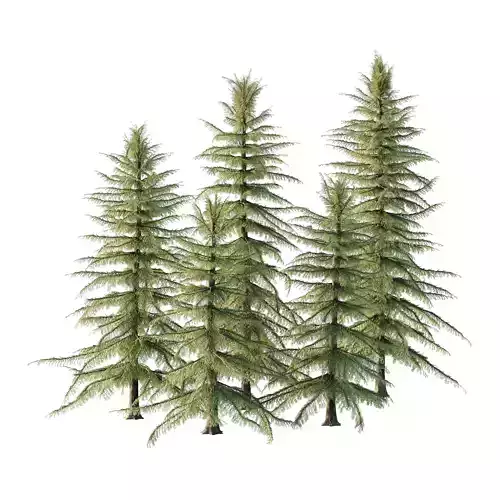 Alaska Cedar Tree 01