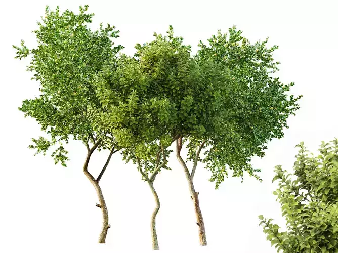 AV Fruit tree lemon and Joy Perfume Orange Michelia Champaca