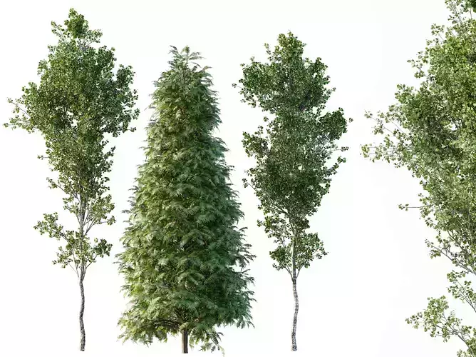 AV Metasequoia glyptostroboides and Birch 3 trees