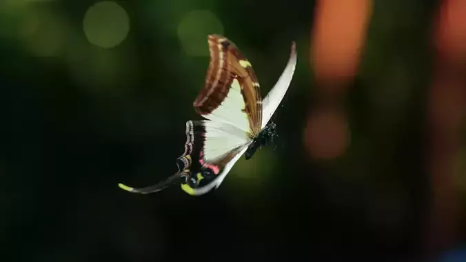 Rigged Butterfly with Dynamic Wing Animation C4D Octane FBX