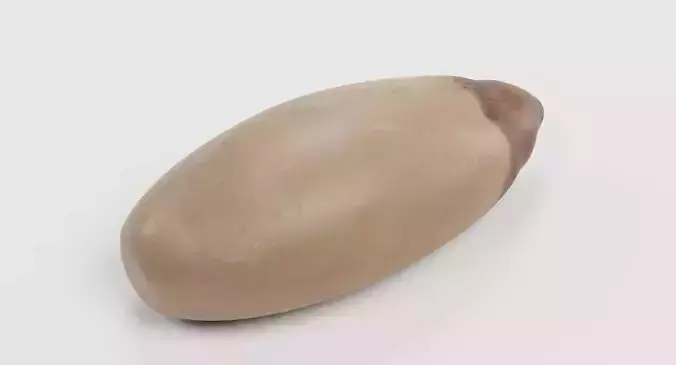 Pine Nut - Raw Seed Kernel 3D model