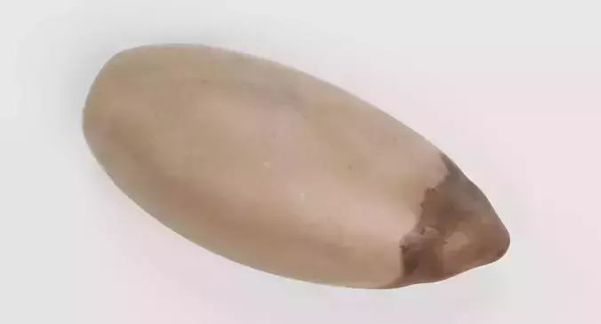 Pine Nut - Raw Seed Kernel 3D model 5