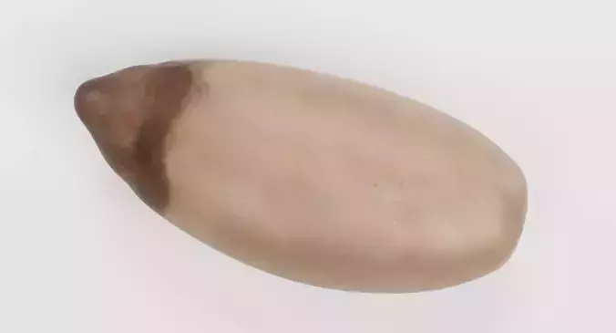 Pine Nut - Raw Seed Kernel 3D model 6