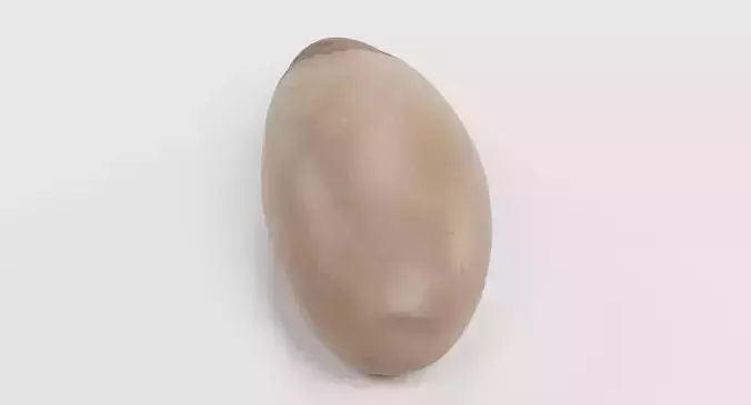 Pine Nut - Raw Seed Kernel 3D model 4