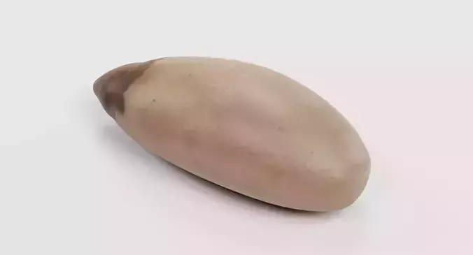 Pine Nut - Raw Seed Kernel 3D model 3