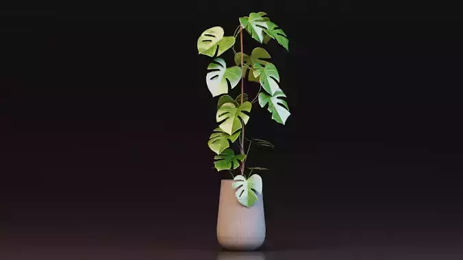 Monstera Deliciosa Plant