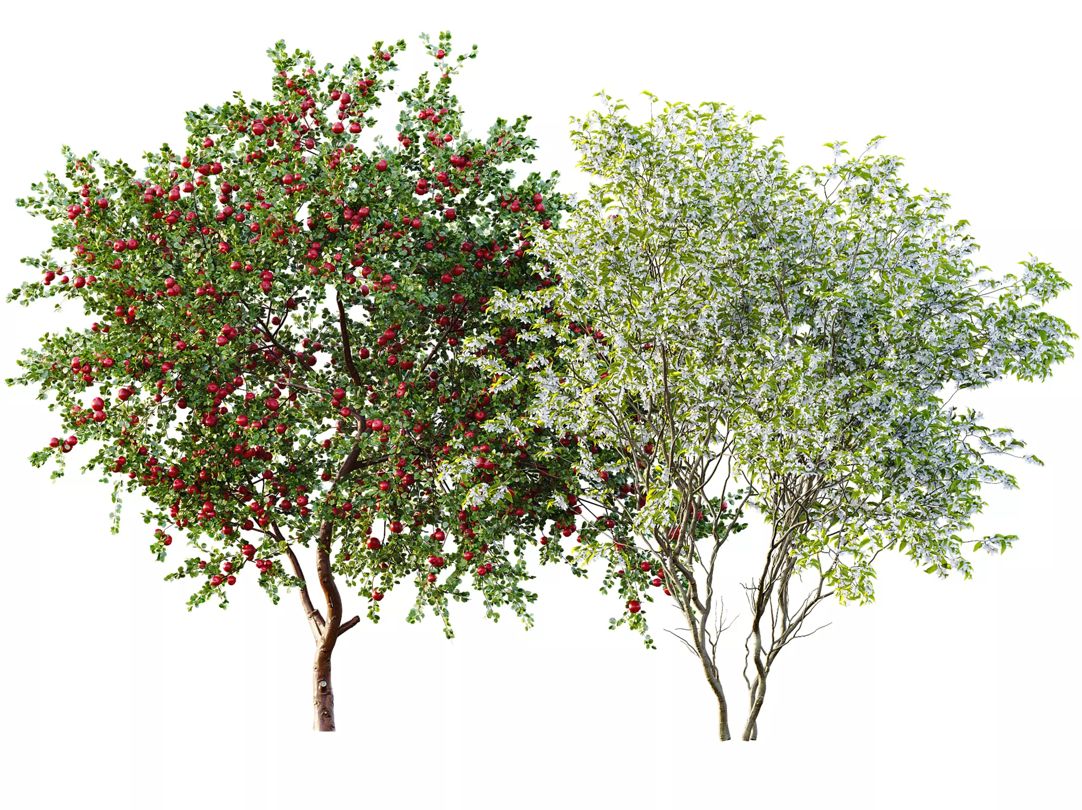 AV Amelanchier lamarckii and Apple fruit tree 3D model