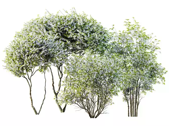 AV Spring Amelanchier lamarckii bushes