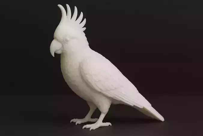 Parrot Cockatoo 