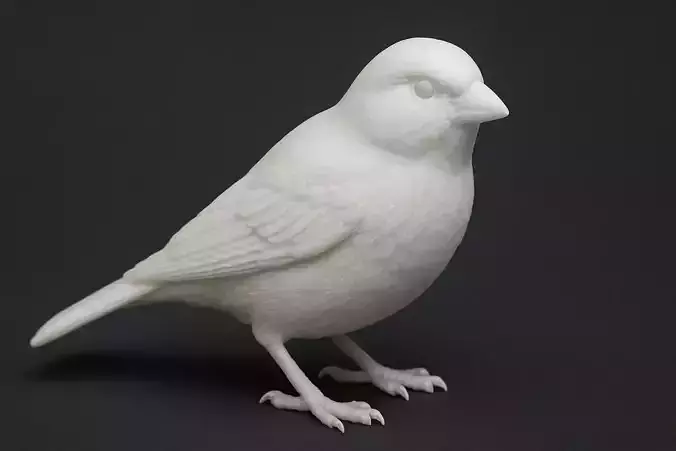 Bird Sparrow Greenfinch Animal