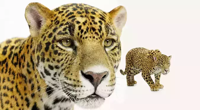 Jaguar Rigged Animated 