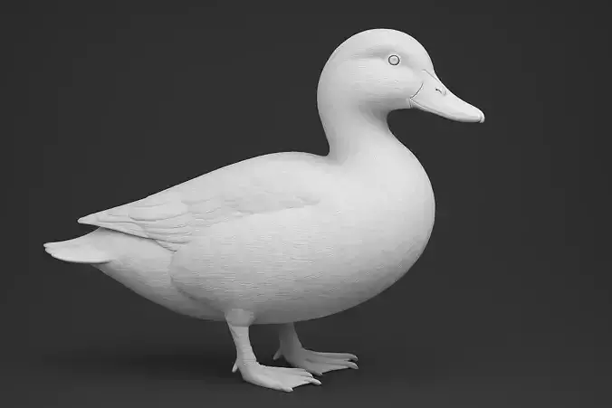 Pekin Duck Animal 