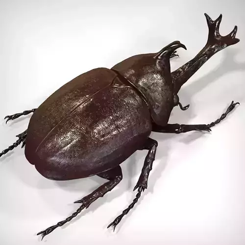 Japanese rhinoceros beetle