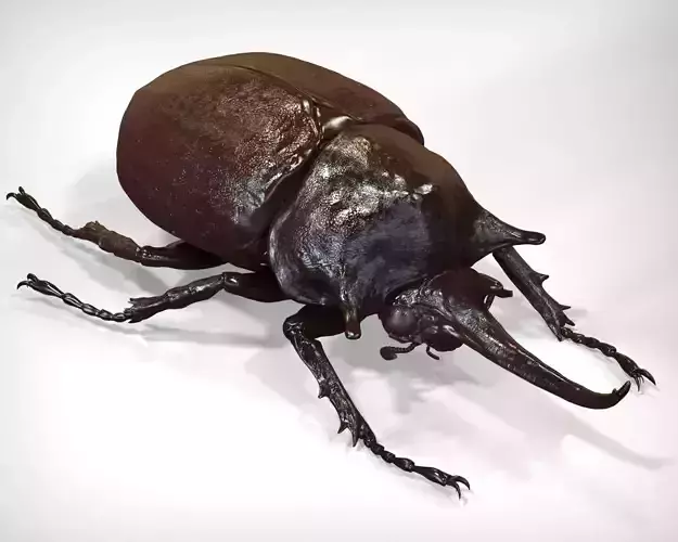 Elephant Beetle 3D model