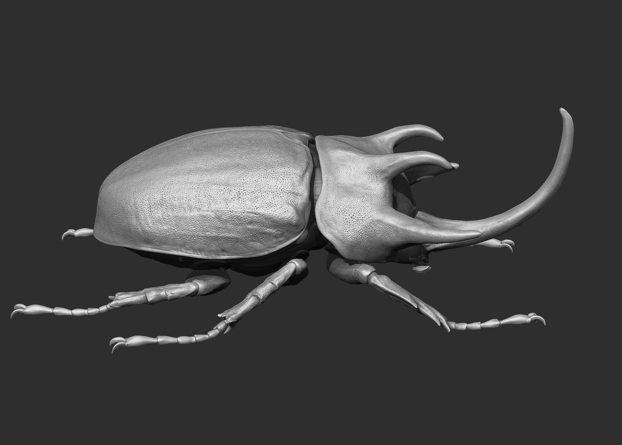 Rhinoceros Beetle 3D model_3