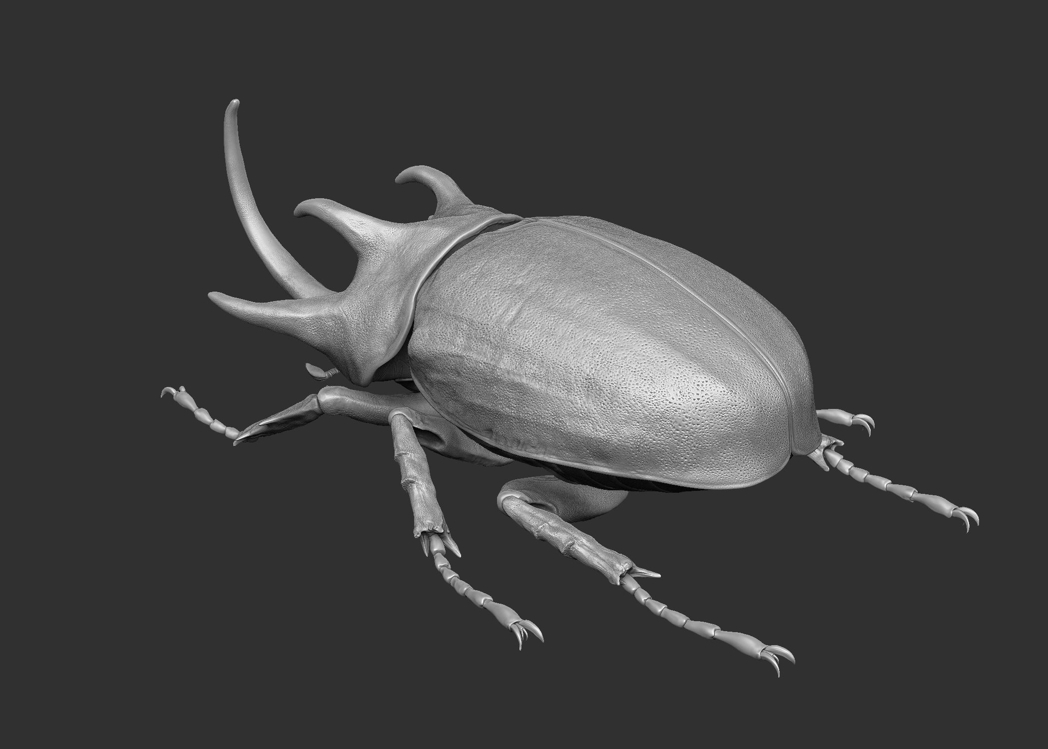 Rhinoceros Beetle 3D model_7