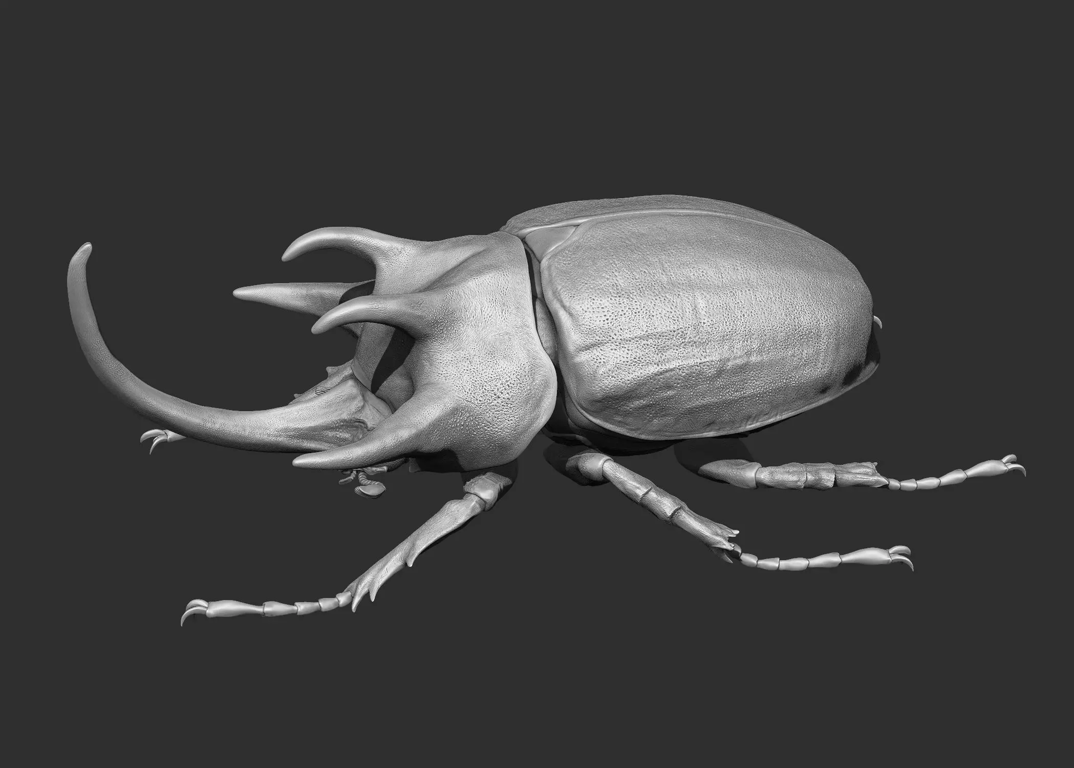 Rhinoceros Beetle 3D model_0