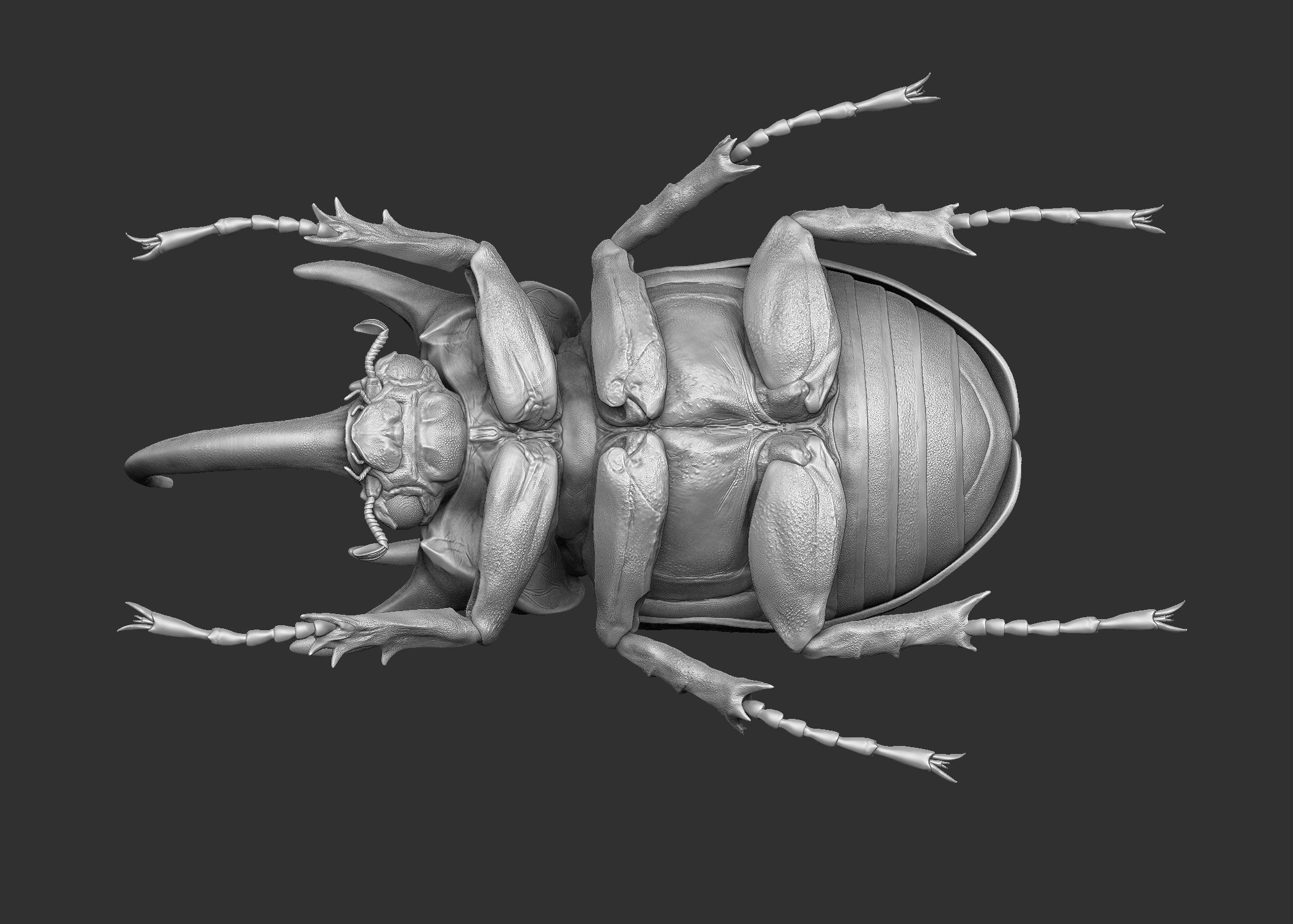 Rhinoceros Beetle 3D model_9