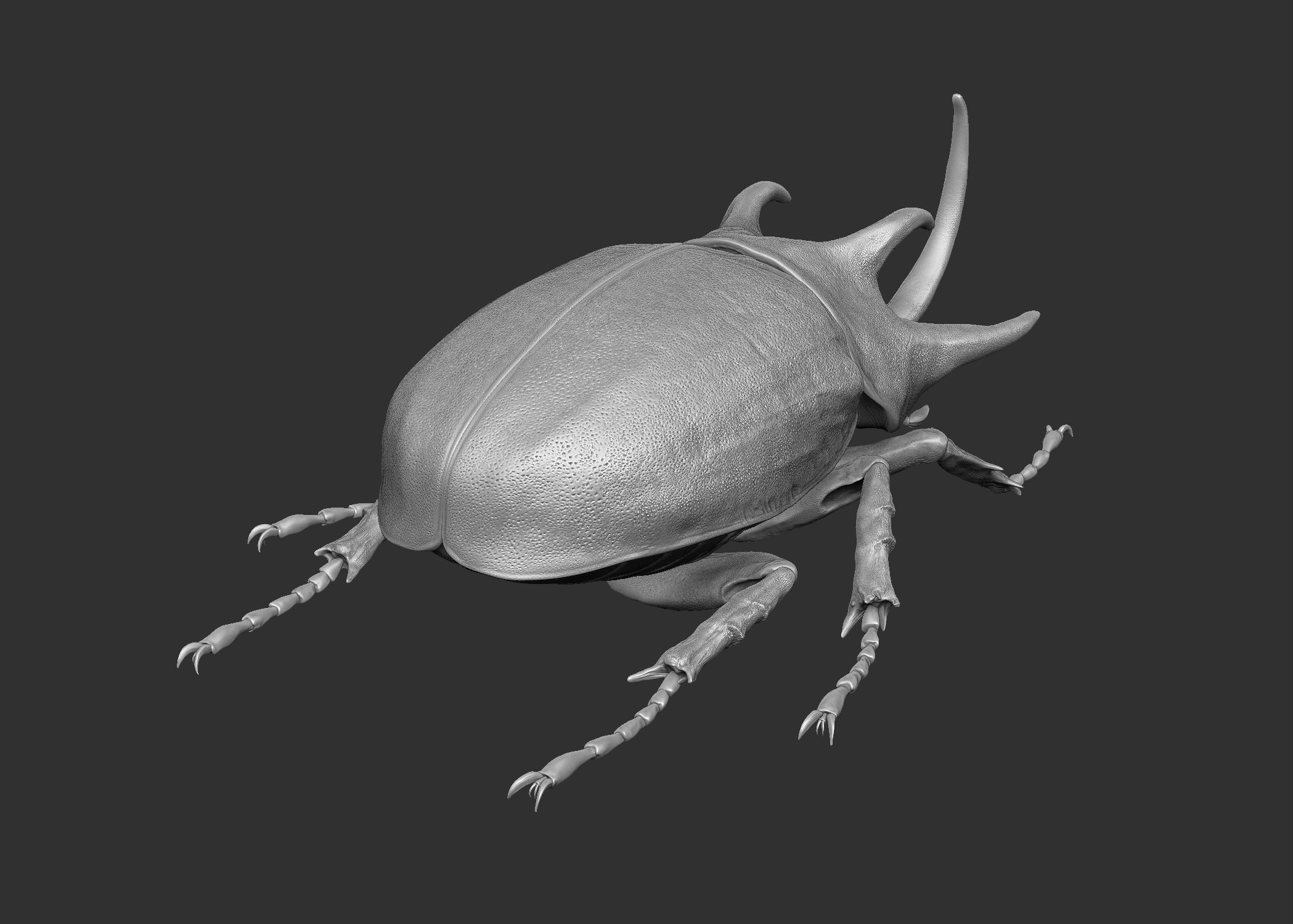 Rhinoceros Beetle 3D model_5