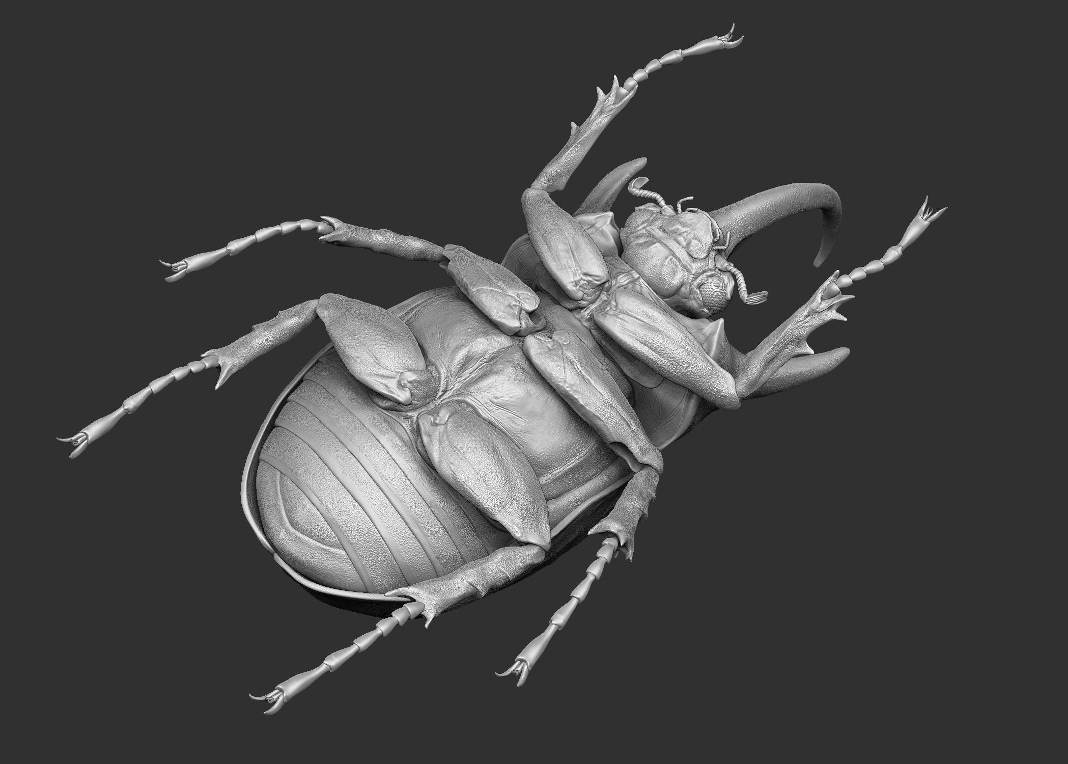 Rhinoceros Beetle 3D model_8