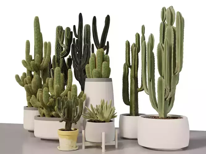 3D Cactus Plant Collection