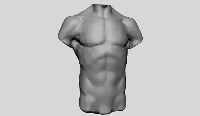 Male Torso