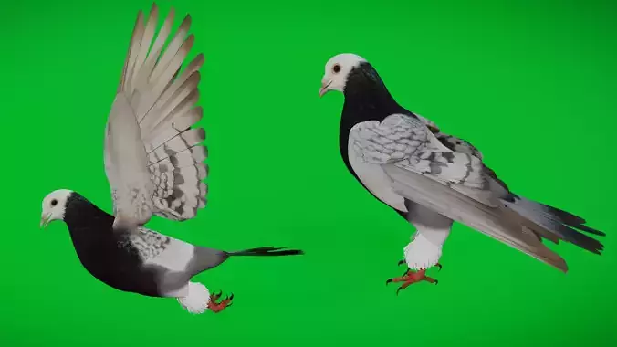 Saxon Monk Pigeon Bird