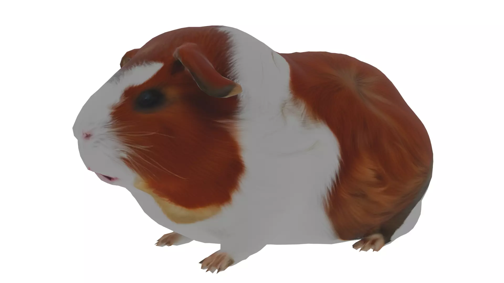 Abyssinian guinea pig Low-poly 3D model