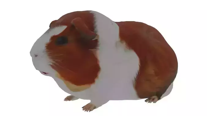 Abyssinian guinea pig