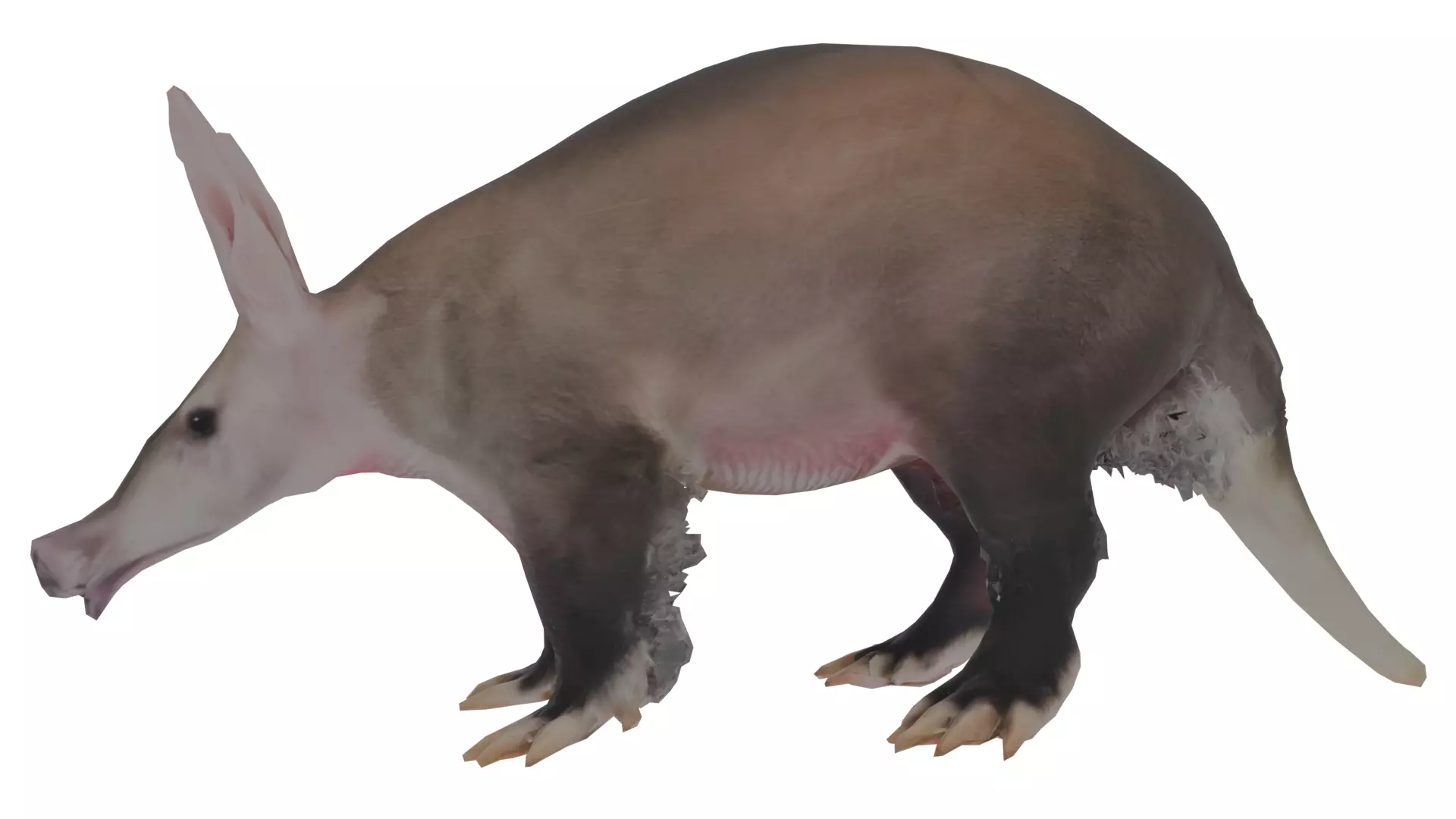 Aardvark Low-poly 3D model