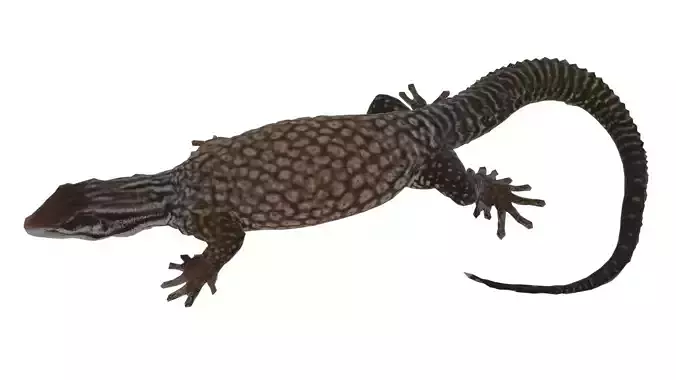 Ackie Monitor Lizard