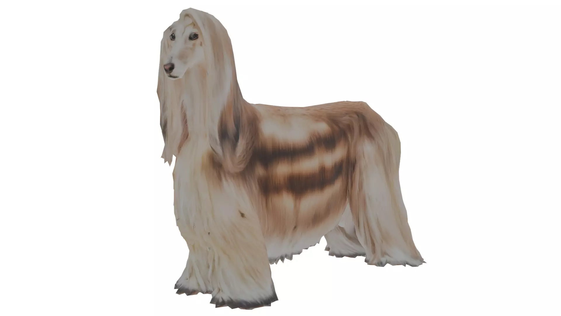 Afghan hound Low-poly 3D model
