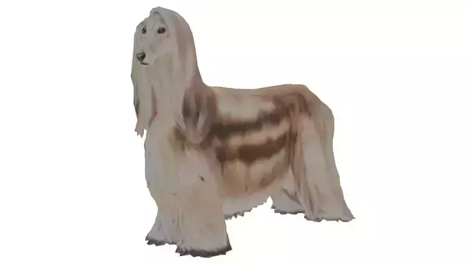 Afghan hound