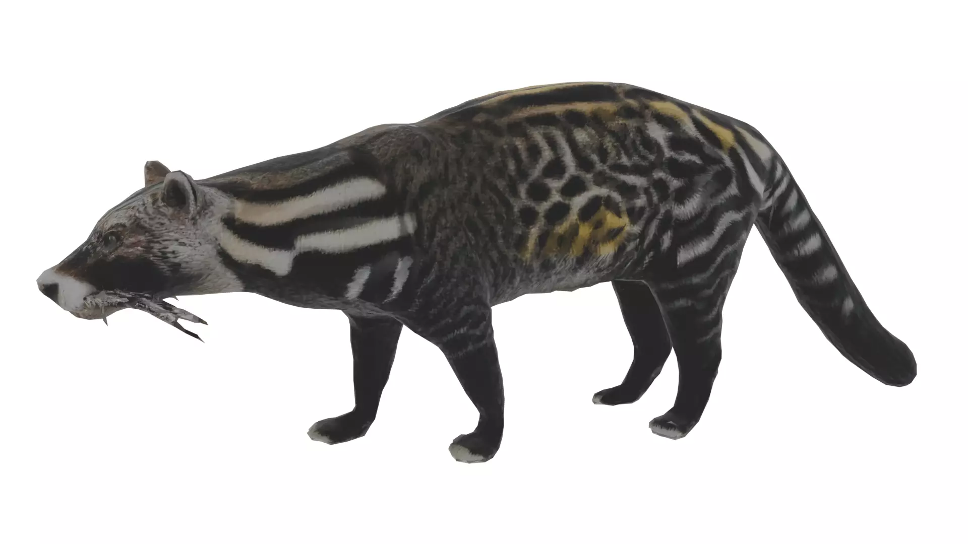 African Civet Low-poly 3D model