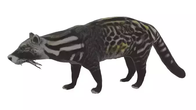 African Civet