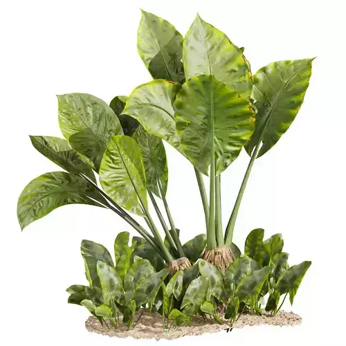plant vol 737 - Alocasia - Macrorrhizos - gian - taro