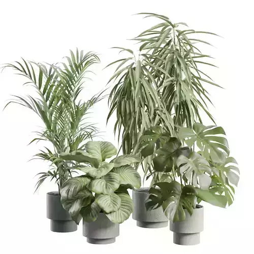 Indoor Plants Pack 105